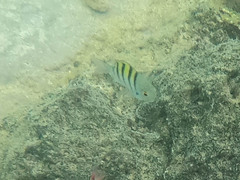 Abudefduf troschelii