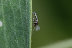 Chironomoidea