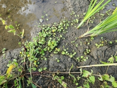 Halerpestes cymbalaria