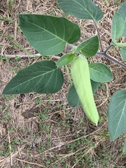 Datura