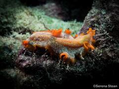 Phrikoceros