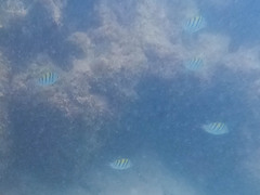 Abudefduf troschelii