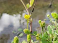 Halerpestes cymbalaria