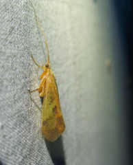Limnephilus