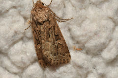 Feltia subterranea