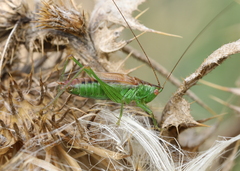 Conocephalus dorsalis
