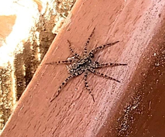 Dolomedes tenebrosus