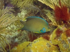 Holacanthus bermudensis