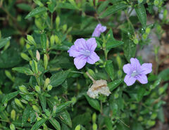 Ruellia pedunculata