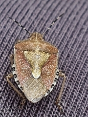 Dolycoris baccarum
