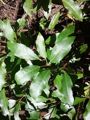 Croton verreauxii