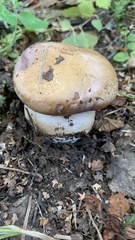Boletus edulis