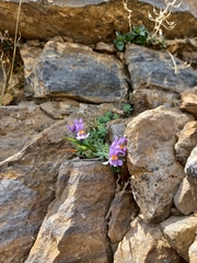 Linaria alpina