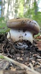 Boletus edulis