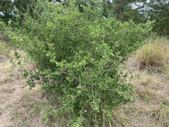 Diospyros texana