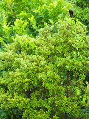 Machilus obovatifolia