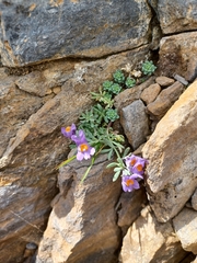 Linaria alpina