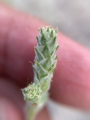 Corispermum declinatum