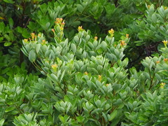 Machilus obovatifolia