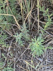 Suaeda maritima