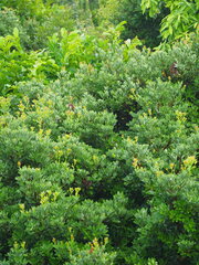 Machilus obovatifolia