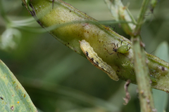 Syrphidae