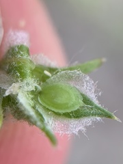 Corispermum declinatum