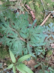 Selaginella uncinata