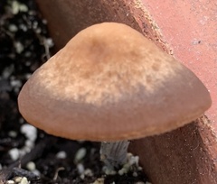 Panaeolus cinctulus