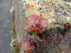 Aplidium elegans