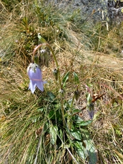 Campanula barbata