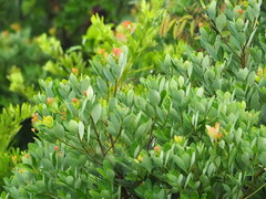 Machilus obovatifolia