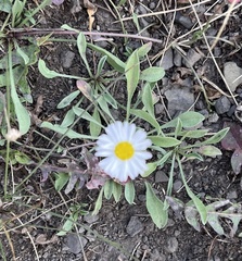 Erigeron modestus
