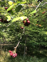 Aronia arbutifolia