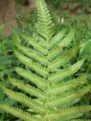 Christella parasitica