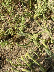 Salicornia perennis