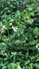 Trachelospermum jasminoides