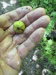 Carya tomentosa