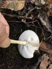 Amanita sinicoflava
