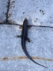 Plestiodon