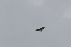 Buteo buteo