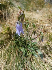 Campanula barbata