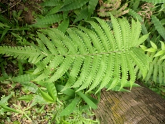 Christella parasitica