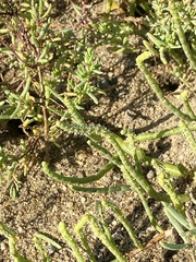 Salicornia perennis