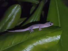 Gehyra mutilata