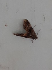 Elophila obliteralis