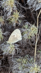 Coenonympha california