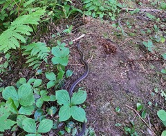 Thamnophis sirtalis pallidulus
