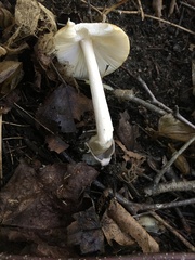 Amanita sinicoflava