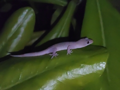 Gehyra mutilata